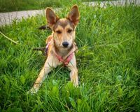 rot-brauner Hund in Fuchsoptik auf der Wiese