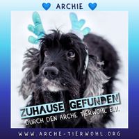 Archie - ZUHAUSE GEFUNDEN am 22.2.2024