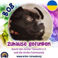 Bob - ZUHAUSE GEFUNDEN am 01.02.2025