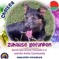 Chelsea - ZUHAUSE GEFUNDEN am 13.9.2024