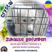 Crystal - ZUHAUSE GEFUNDEN am 8.8.2024