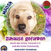 Milosh - ZUHAUSE GEFUNDEN am 31.7.2024