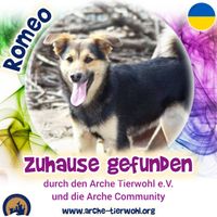 Romeo - ZUHAUSE GEFUNDEN am 16.8.2024