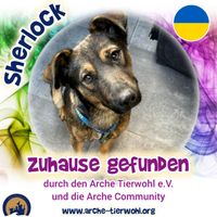 Sherlock - ZUHAUSE GEFUNDEN AM 4.11.2024