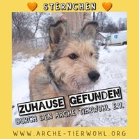 Sternchen - ZUHAUSE GEFUNDEN am 3.2.2024