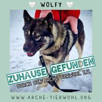 Wolfy - ZUHAUSE GEFUNDEN - am 23.1.2024