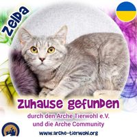 Zelda - ZUHAUSE GEFUNDEN am 29.8.2024